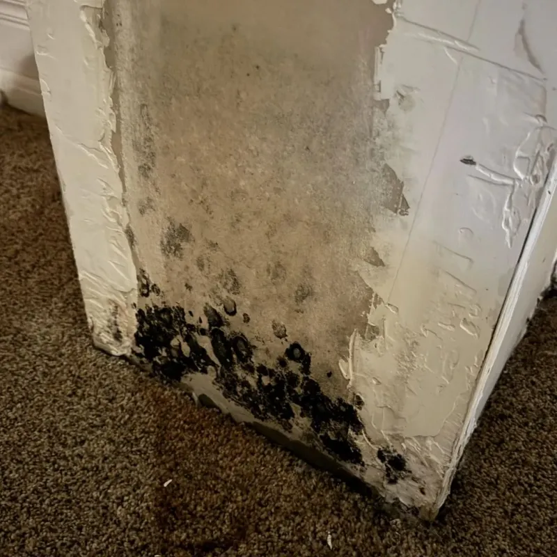 Professional Mold Removal in Rosharon, TX